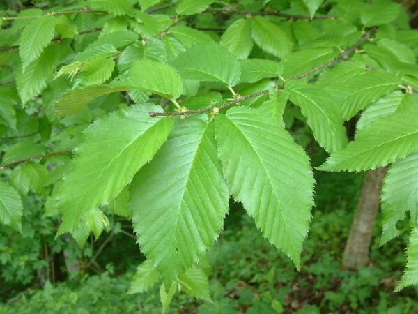 Gul Birk - Betula lutea