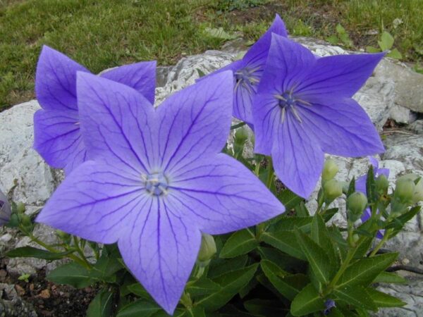 Baloon Flower - Blå - Platycodon grandiflorus