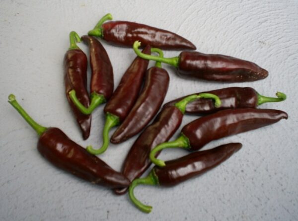 Berbere Hot – C.annuum
