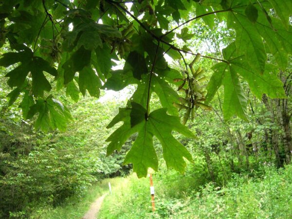 Oregon-Løn - Acer macrophyllum