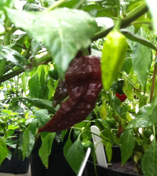 Black Naga – C. chinense