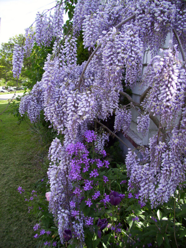 Blåregn - Wisteria sinensis