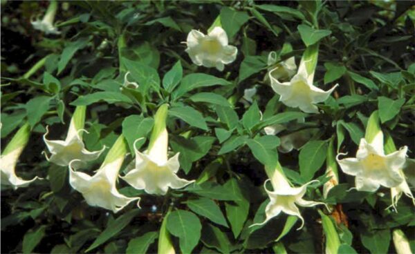 Engletrompet - Brugmansia Arborea