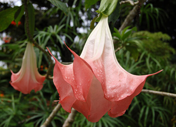 Engletrompet - Brugmansia Suaveolens - Image 2