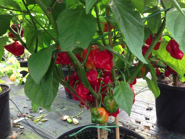 Trinidad Scorpion 'Butch T' - Plante