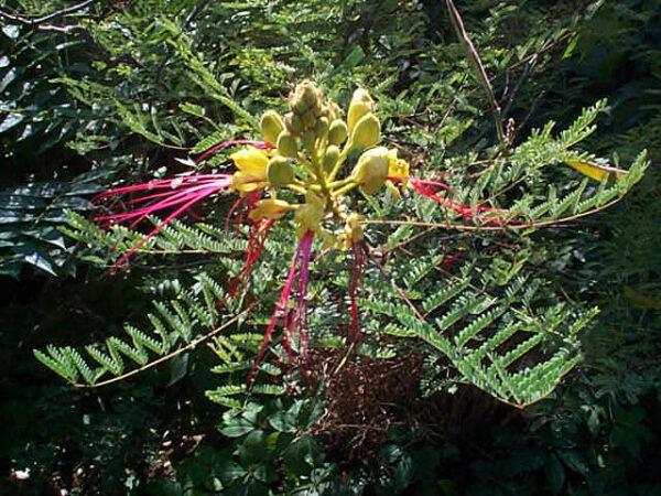 Påfugleblomst Gul/Pink - Caesalpinia Gillesii