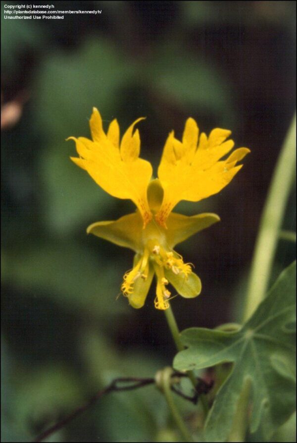 Kanariefugleblomst - tropaeolum peregrinum