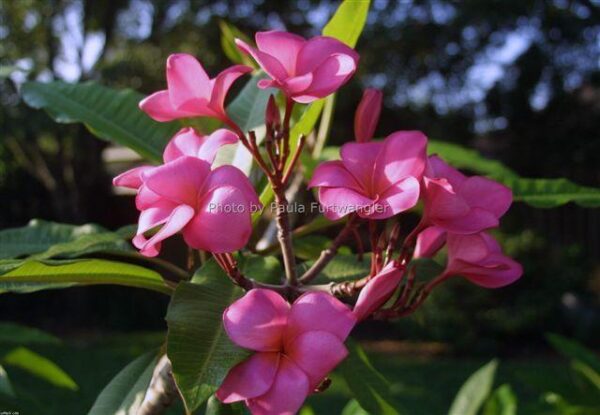 Plumeria -  Charlotte Ebert