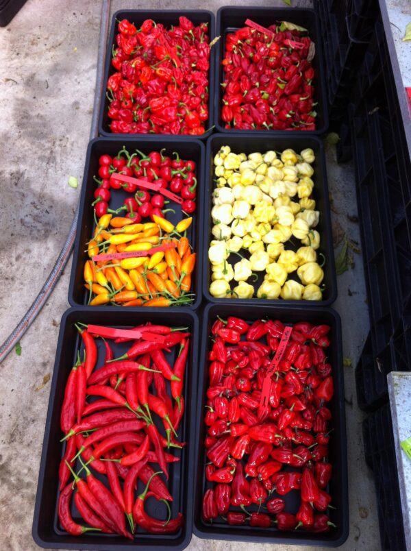 Chili-mix Fra mild til vild - Friske frugter