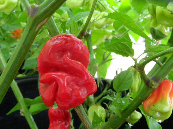 Aji Chombo – C. chinense