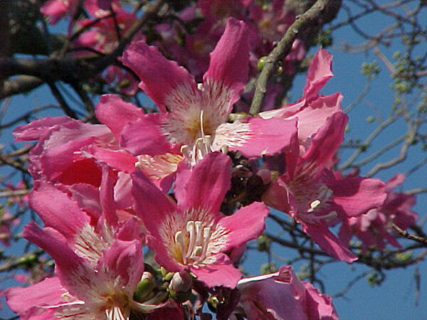 Silky Floss Tree - Chorisia speciosa