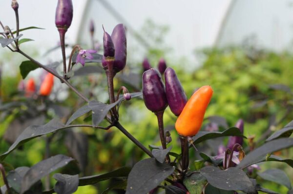 Christmas Pepper - Capsicum annuum
