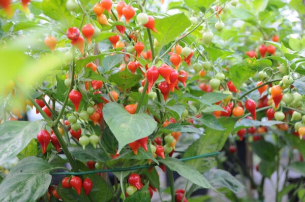Chupetinho - Plante