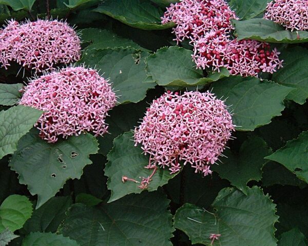 Skæbnebusk - Clerodendron bungei