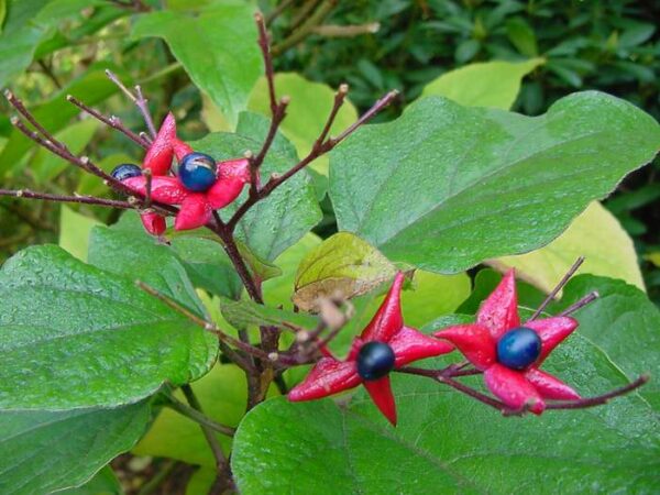 Skæbnetræ - Clerodendron Trichotomum