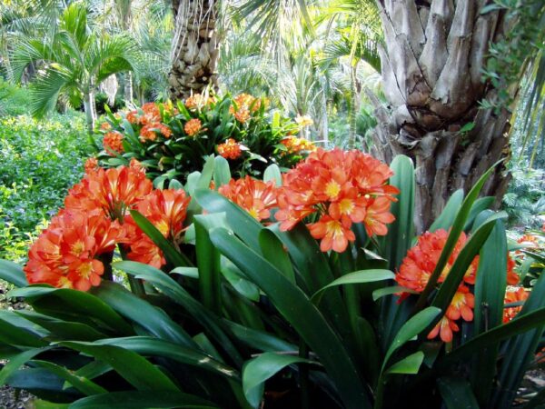 Clivia miniata - PLANTE