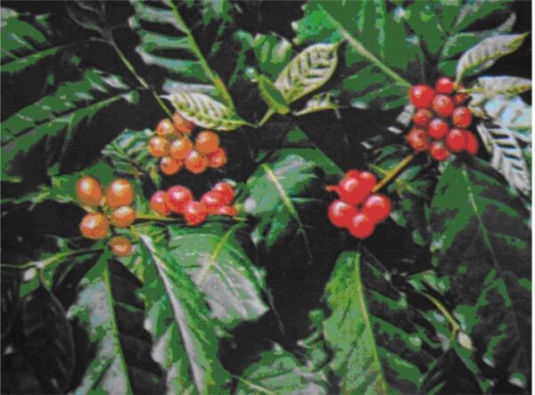 Kaffeplante - C. arabica