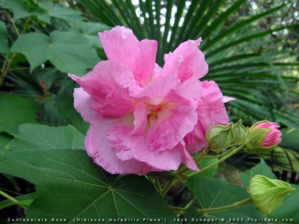 Confederate Rose - Hibiscus Mutabilis