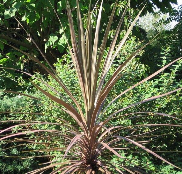 Cordyline Australis Purpurea