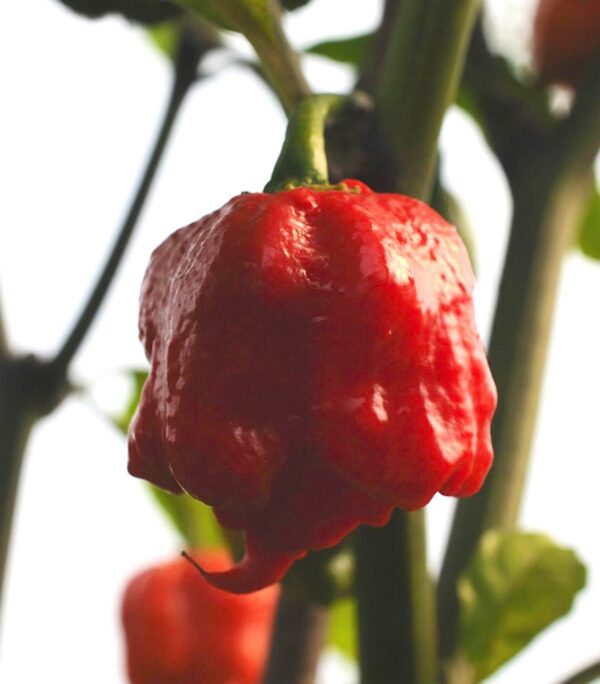 Carolina Reaper - C. chinense - Billede 2