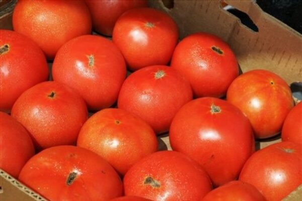 Creole - Tomat