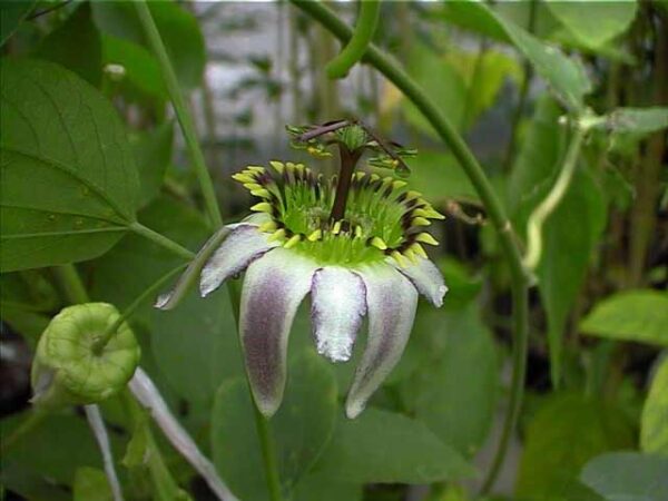 Passiflora Cuneata