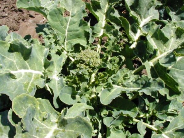 Broccoli - Di Cicco - organic