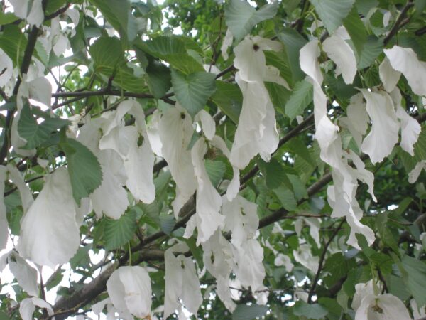 Duetræ - Davidia involucrata CO20 8-10