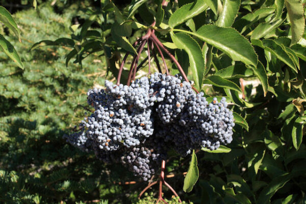 Blå Hyld - Sambucus nigra ssp caerulea