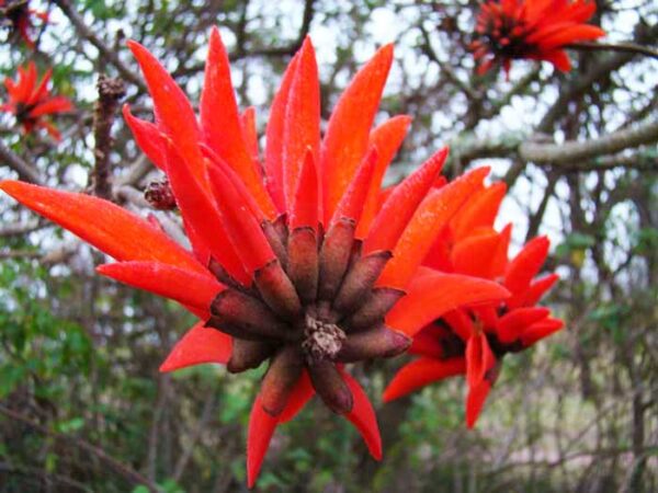 Almindelig koral træ - Erythrina Lysistemon - Image 3