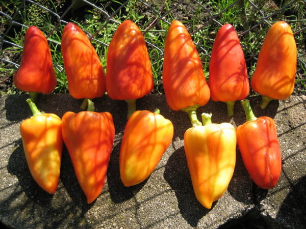 Feher Ozon - Sød Paprika