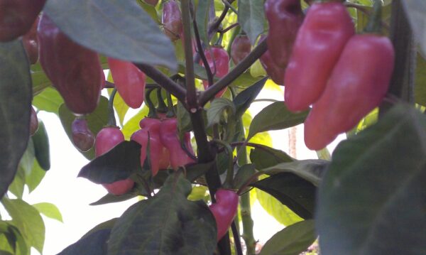 Fidalga Roxa - C.chinense