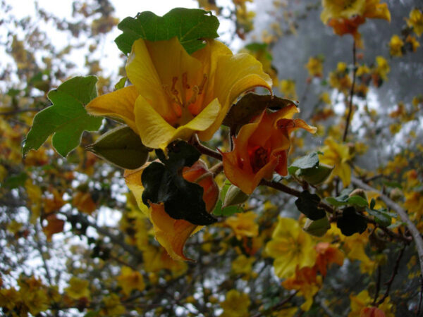 Flonelblad - Fremontodendron californicum