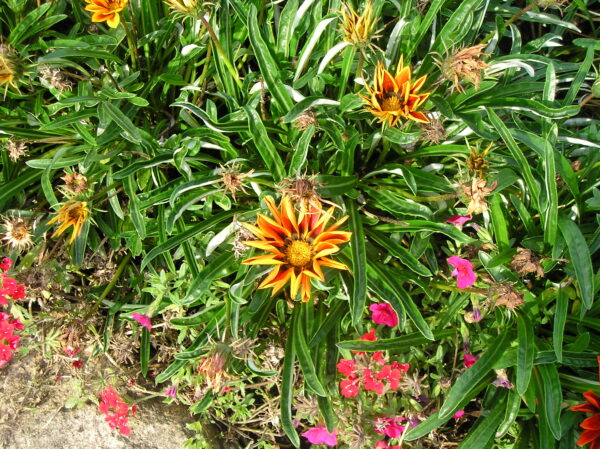 Gazania - Påfugleblomst