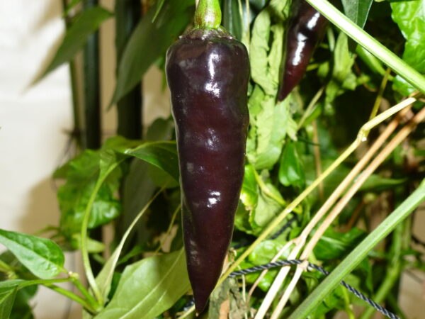 Georgia Black - C.annuum