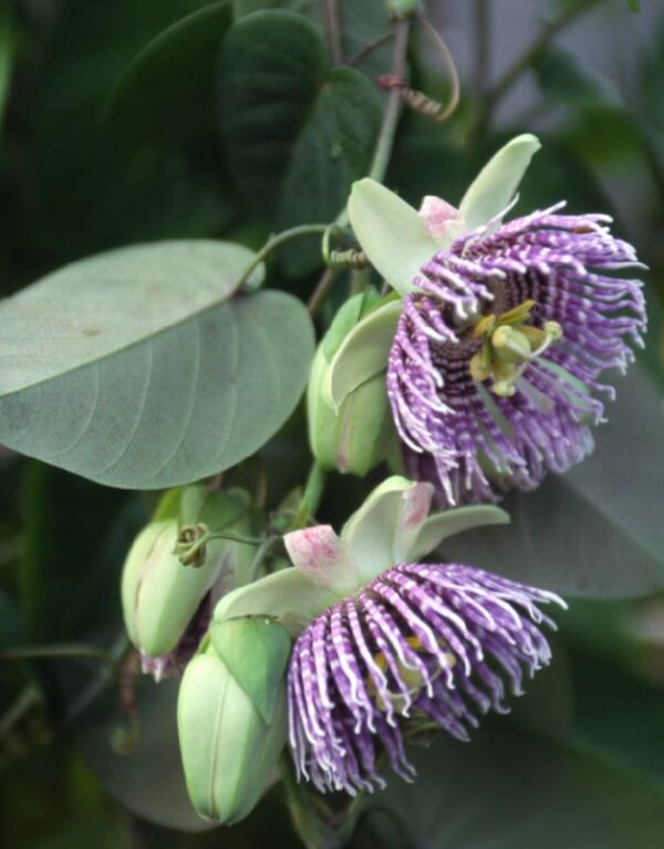 Passiflora ligularis