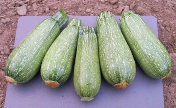 Grey Zucchini Squash
