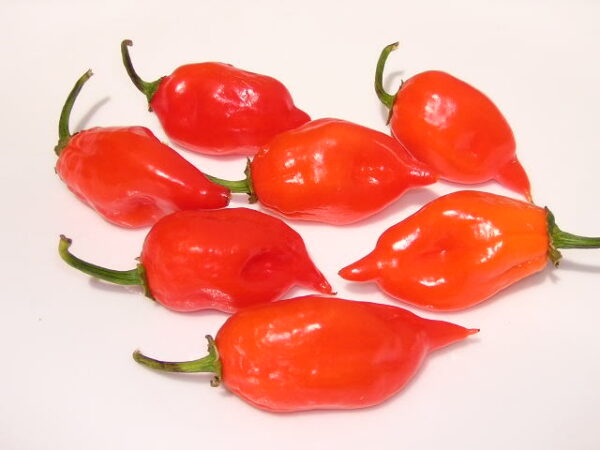 Habanero Maya Red - C.chinense