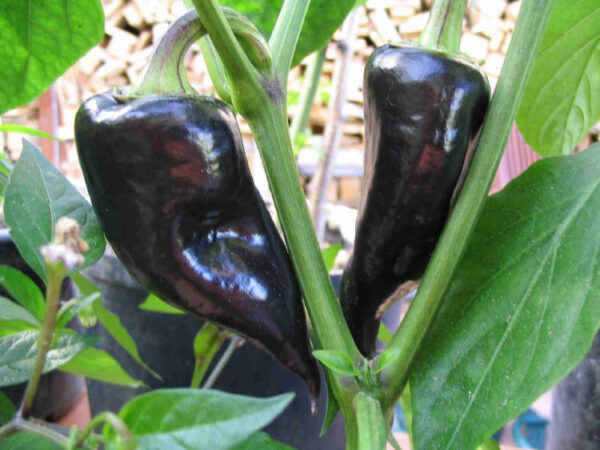 Hungarian Black - Frugter 100 gram