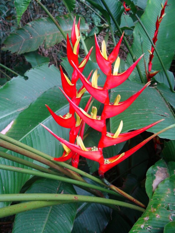 Heliconia velloziana