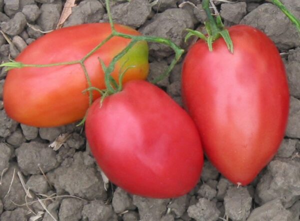 Hogs Heart - Tomat