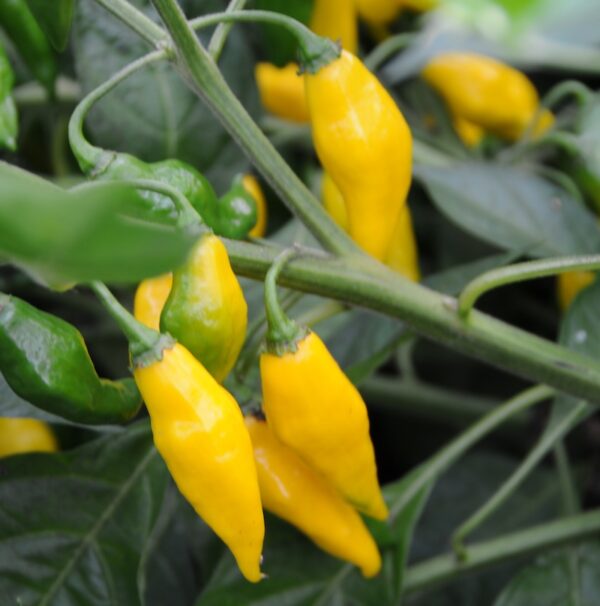 Habanero Hot Lemon - Plante