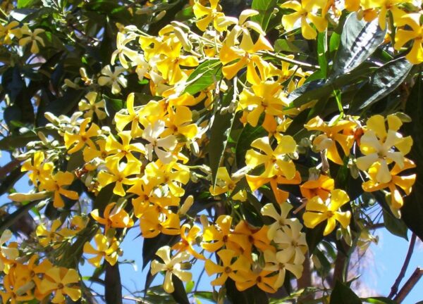 Vild Frangipani - Hymenosporum flavum