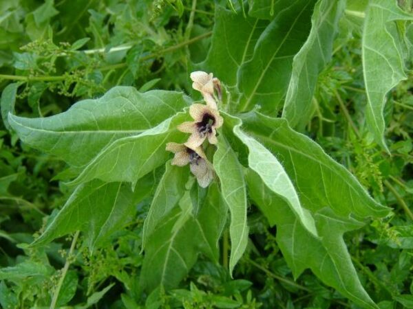 Bulmeurt - Hyoscyamus niger (Sort Henbane)