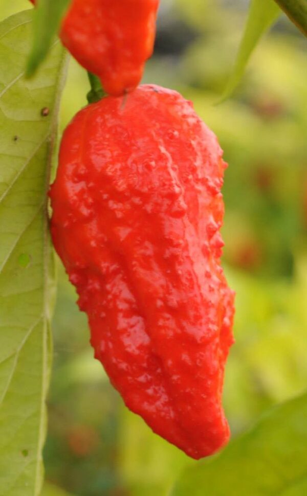 Bhut Jolokia Indian Carbon - C. chinense