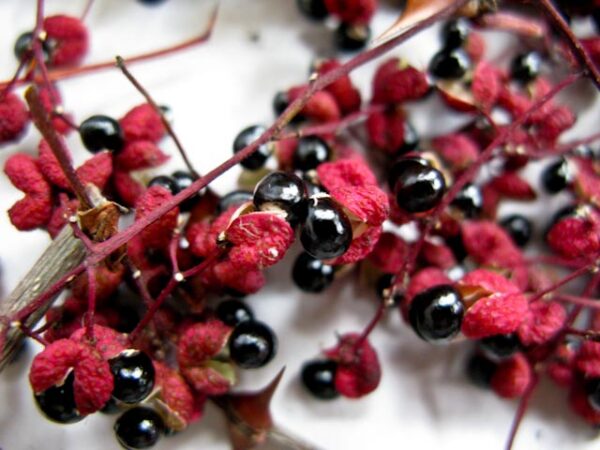 Szechuan Peber - Zanthoxylum simulans - Image 2