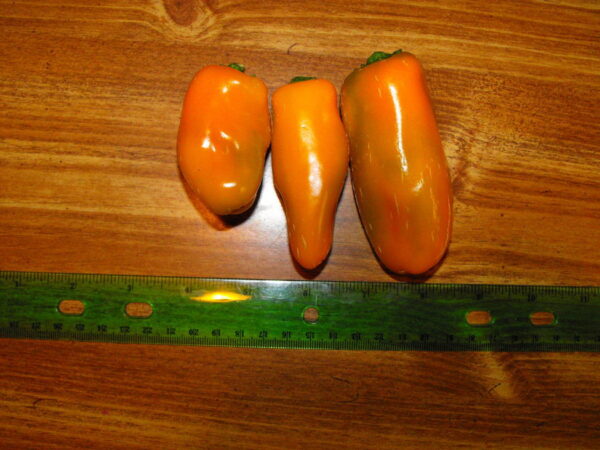 Jalapeno Orange - C. annuum