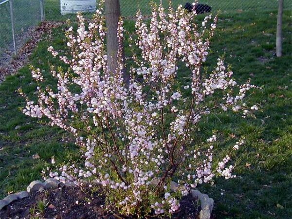 Kinesisk Mandel Kirsebær -  Prunus Glandulosa