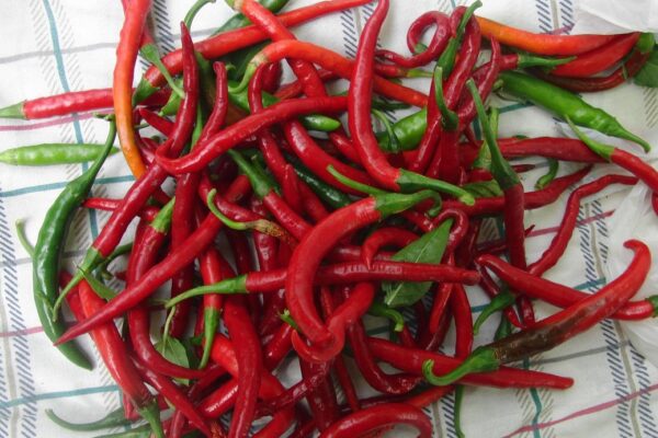 Kogi - C. annuum