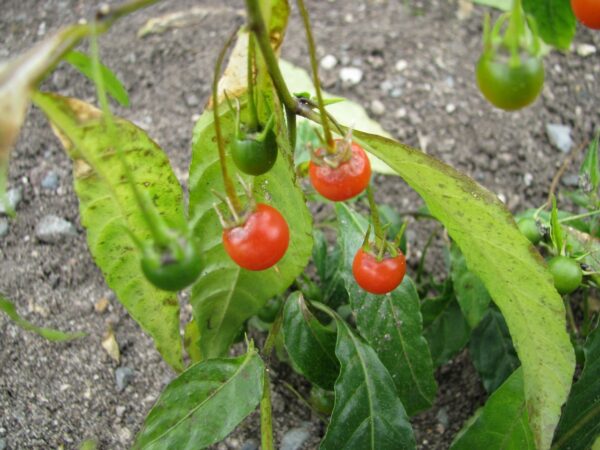 Capsicum lanceolatum Vild Chili